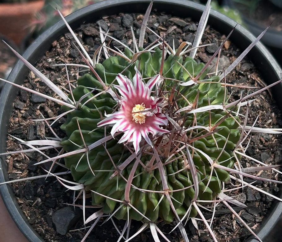 Stenocactus Lloydii 10 Pieces Seeds