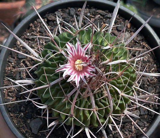 Stenocactus Lloydii 10 Pieces Seeds