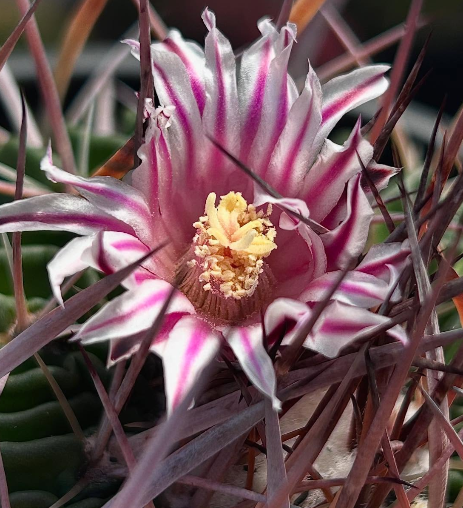 Stenocactus Lloydii 10 Pieces Seeds