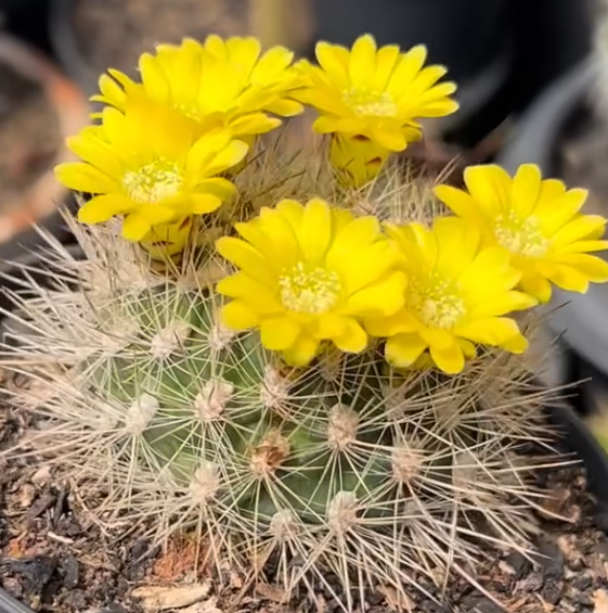 Weingartia Multispina 10 Pieces Seeds