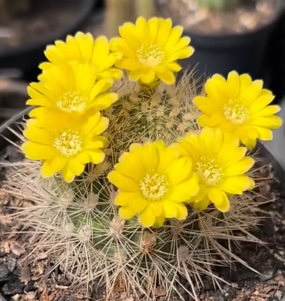 Weingartia Multispina 10 Pieces Seeds