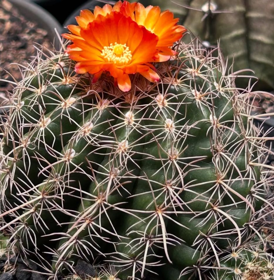 Parodia Mairanana 20 Pieces Seeds