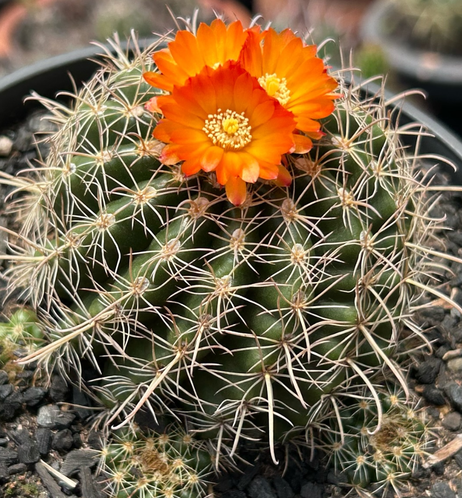 Parodia Mairanana 20 Pieces Seeds