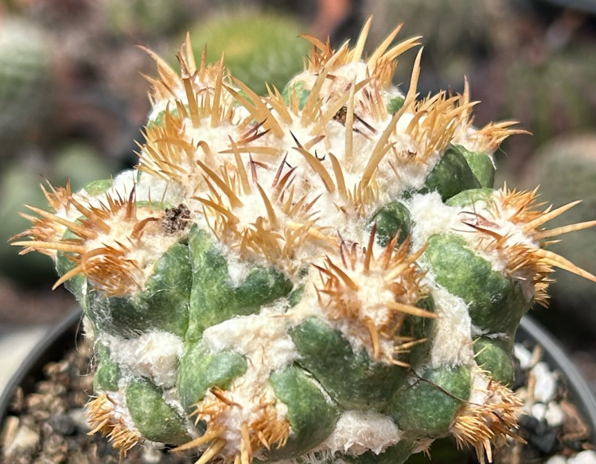 Coryphantha Elephantidens Thorn 10 Pieces Seeds