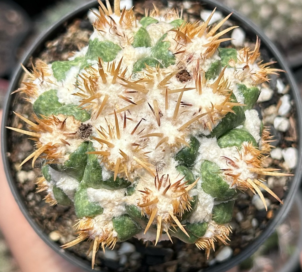 Coryphantha Elephantidens Thorn 10 Pieces Seeds