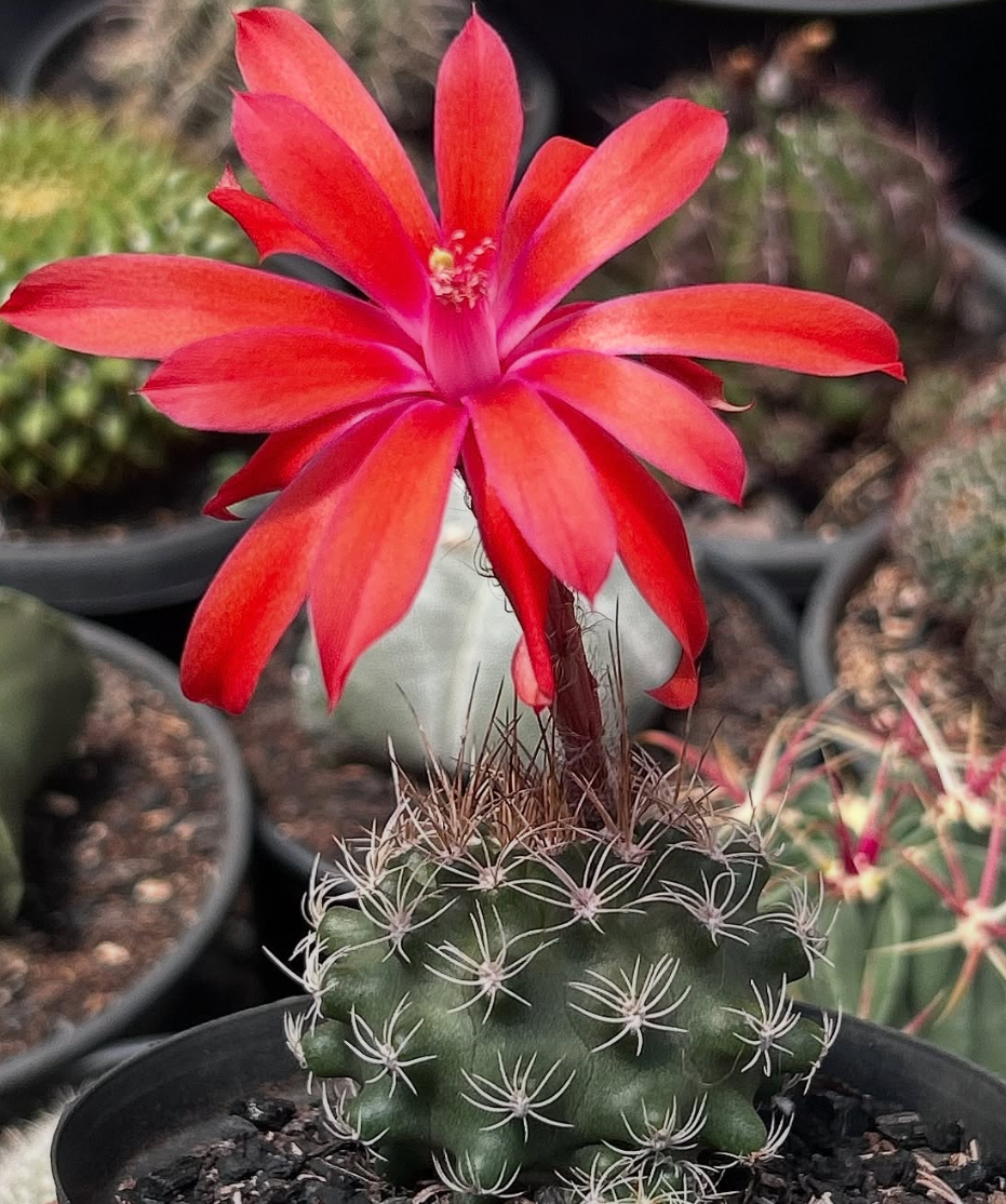 Matucana Krahnii 10 Pieces Seeds