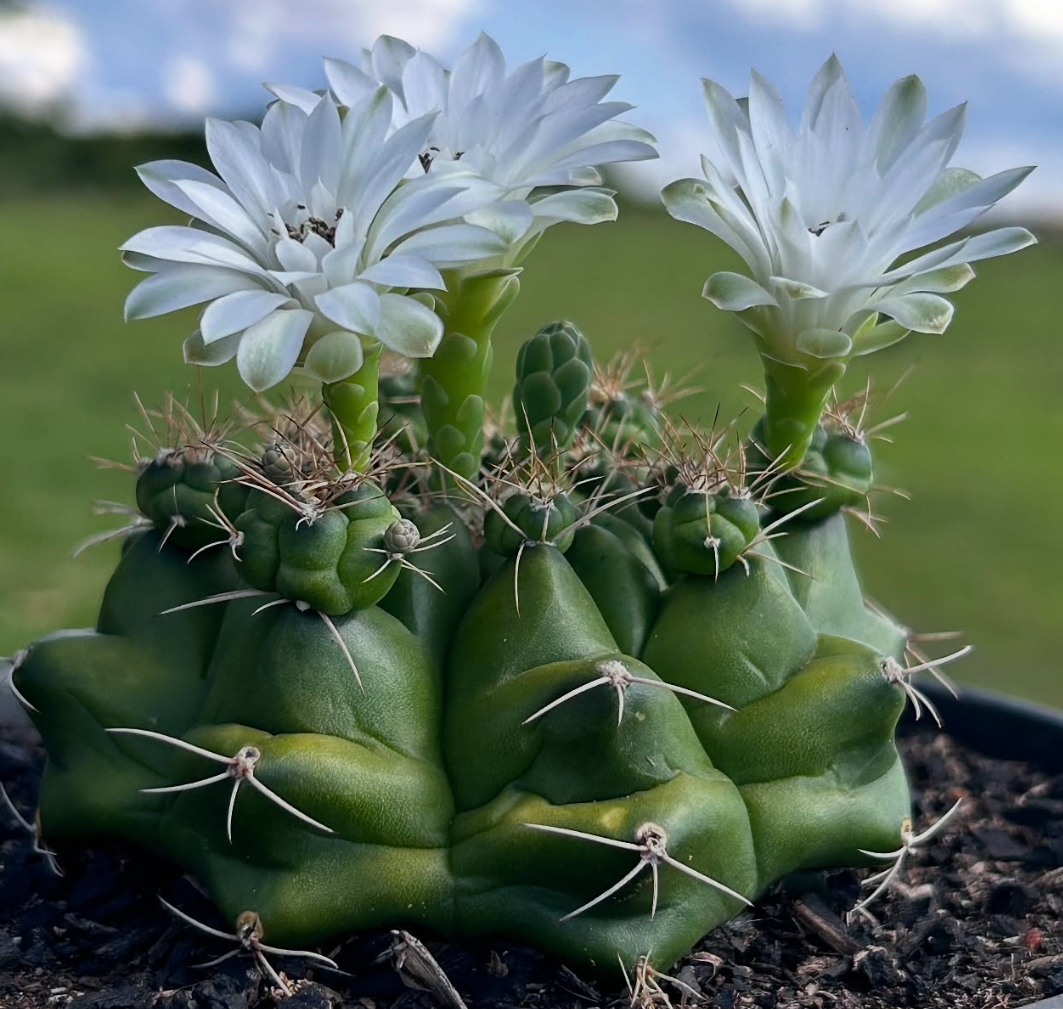Gymnocalycium Multiproliferum 10 Pieces Seeds