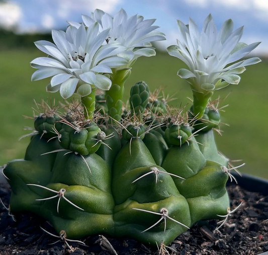 Gymnocalycium Multiproliferum 10 Pieces Seeds