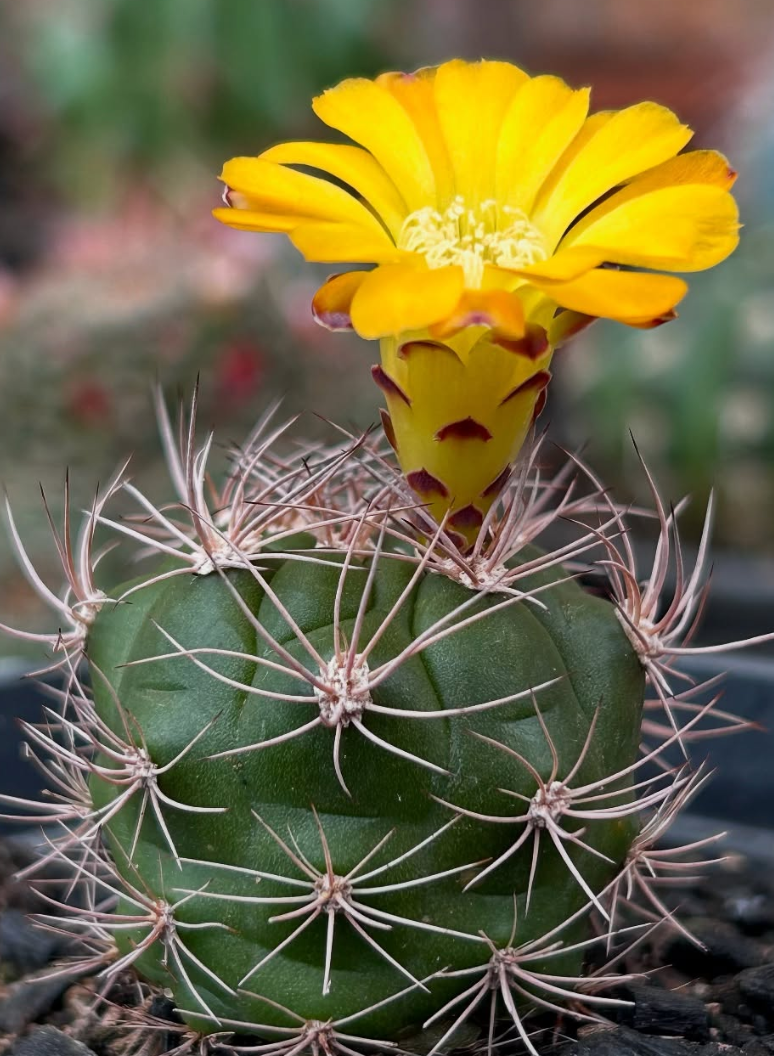 Matucana Oreodoxa 10 Pieces Seeds