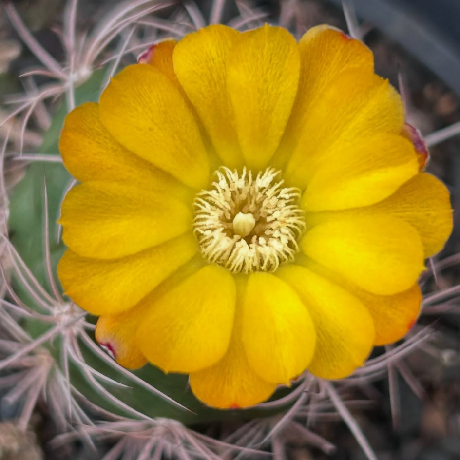 Matucana Oreodoxa 10 Pieces Seeds