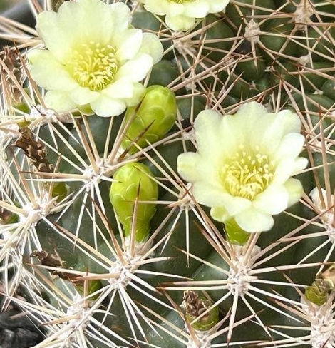 Weingartia Neocumingii Albiflora 10 Pieces Seeds