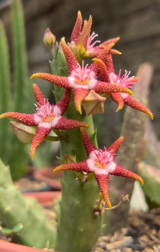 Stapelia Flavopurpurea Marrom 6 Pieces Seeds