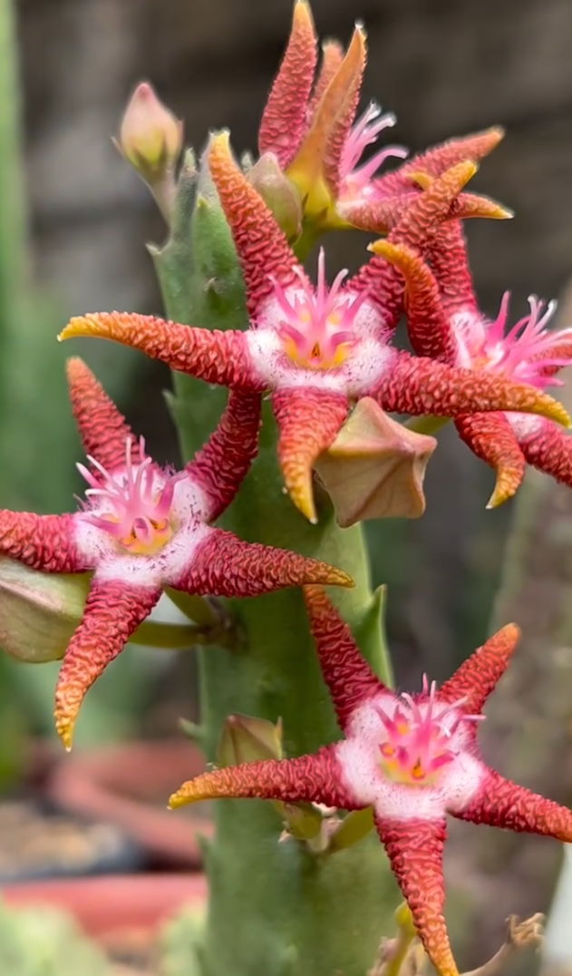 Stapelia Flavopurpurea Marrom 6 Pieces Seeds