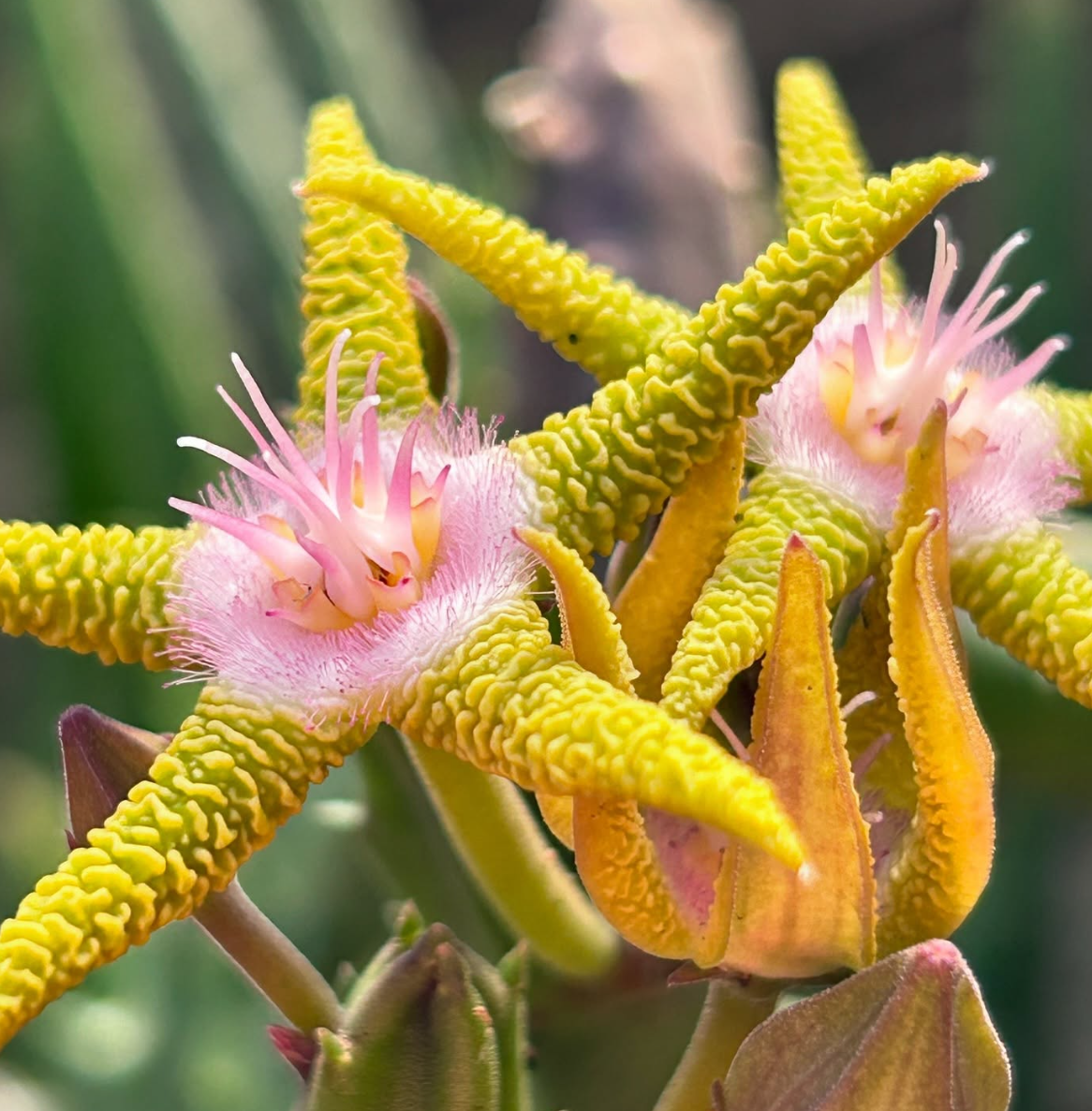 Stapelia Flavopurpurea Amarela 6 Pieces Seeds