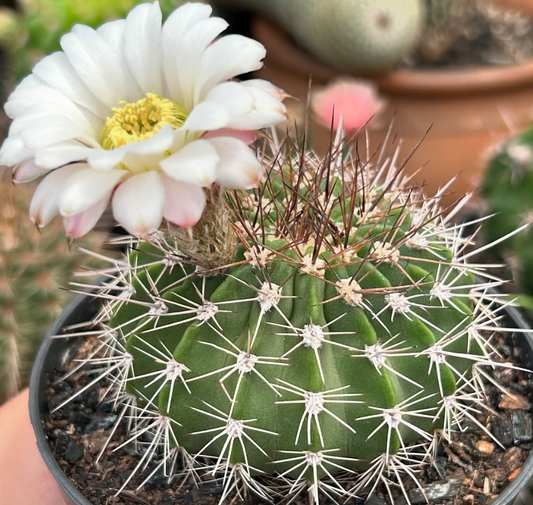 Acanthocalycium Spiniflorum 15 Pieces Seeds