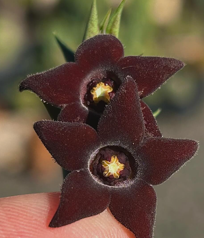 Orbea decaisneana 6 Pieces Seeds