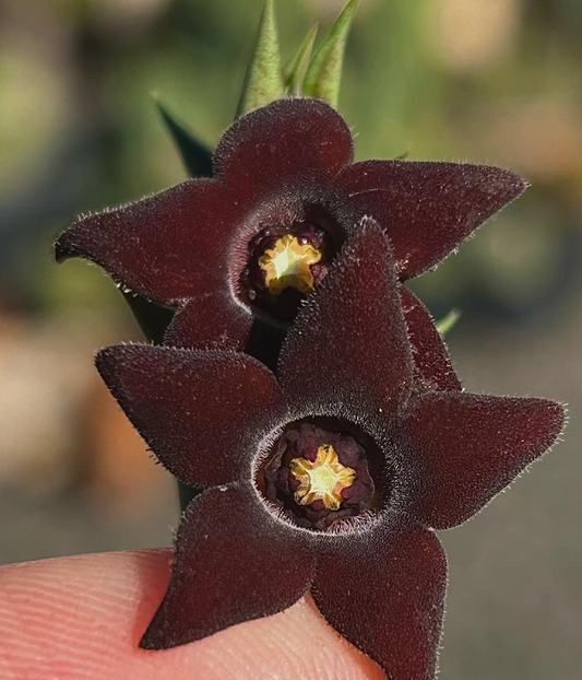 Orbea decaisneana 6 Pieces Seeds