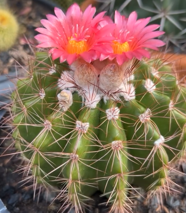 Notocactus Horstii 10 Pieces Seeds