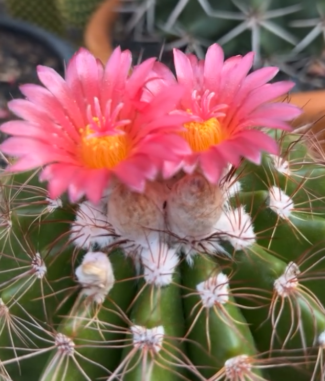 Notocactus Horstii 10 Pieces Seeds