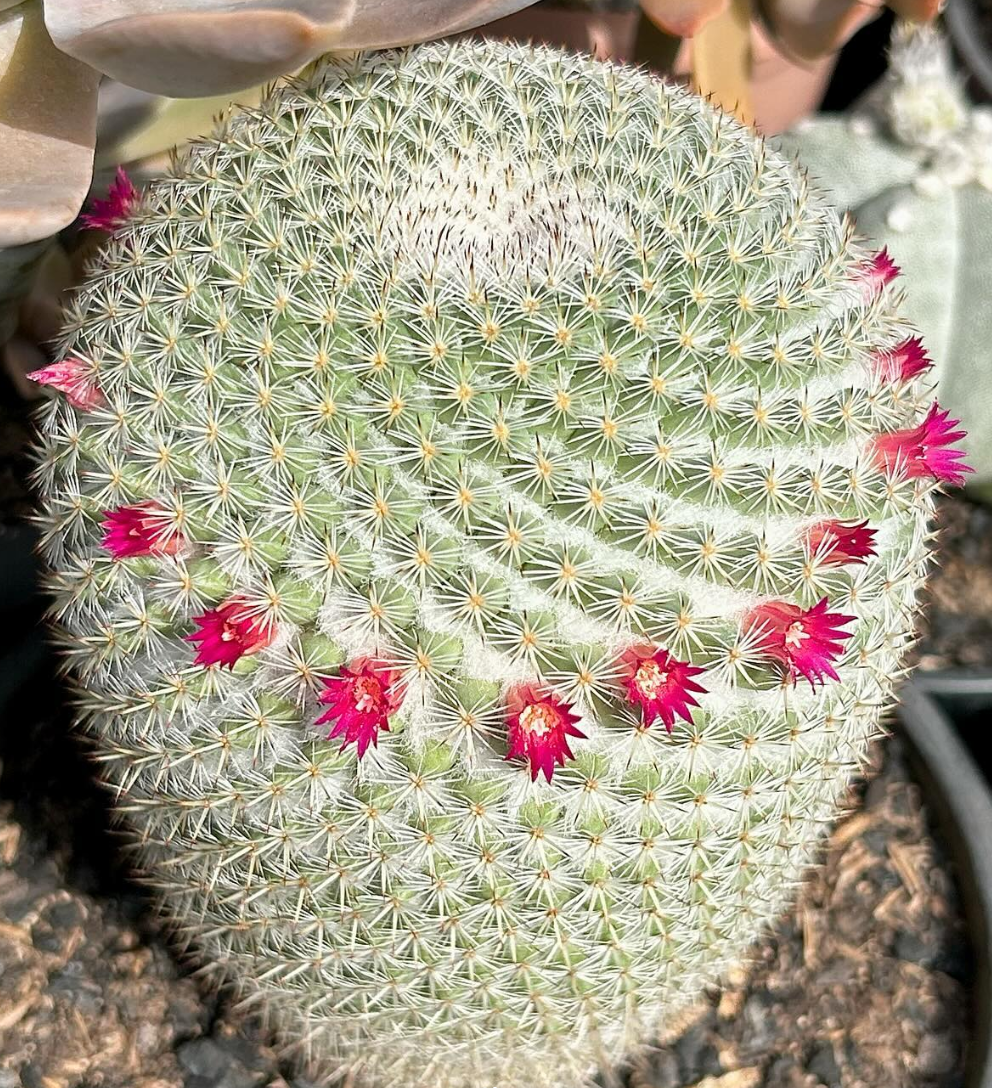Mammillaria Albilanata 15 Pieces Seeds
