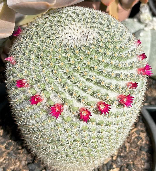 Mammillaria Albilanata 15 Pieces Seeds