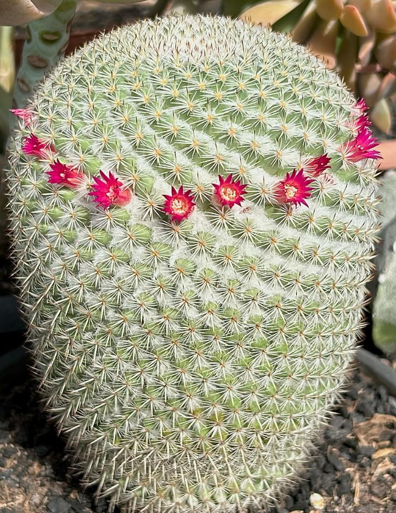 Mammillaria Albilanata 15 Pieces Seeds