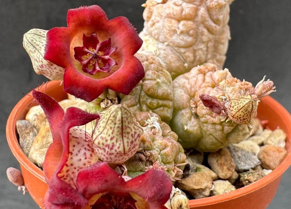 Pseudolithos cv. “Krung Kao” 5 Pieces Seeds