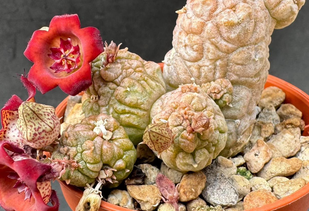 Pseudolithos cv. “Krung Kao” 5 Pieces Seeds