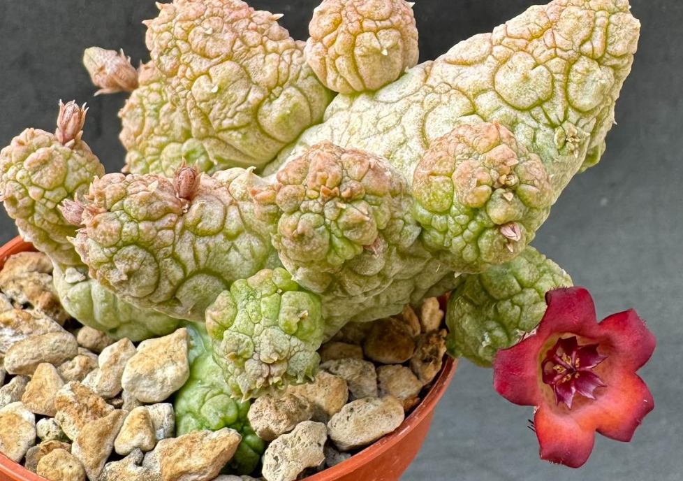 Pseudolithos cv. “Krung Kao” 5 Pieces Seeds