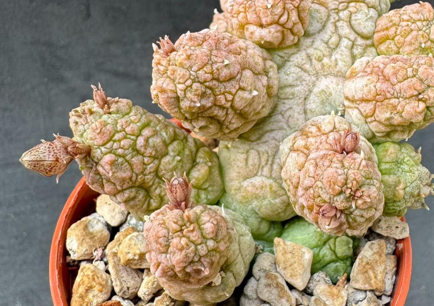 Pseudolithos cv. “Krung Kao” 5 Pieces Seeds