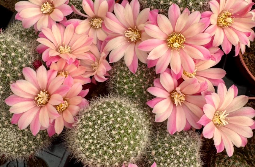 Rebutia Pink Champagne 10 Pieces Seeds