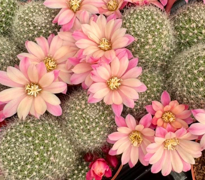 Rebutia Pink Champagne 10 Pieces Seeds