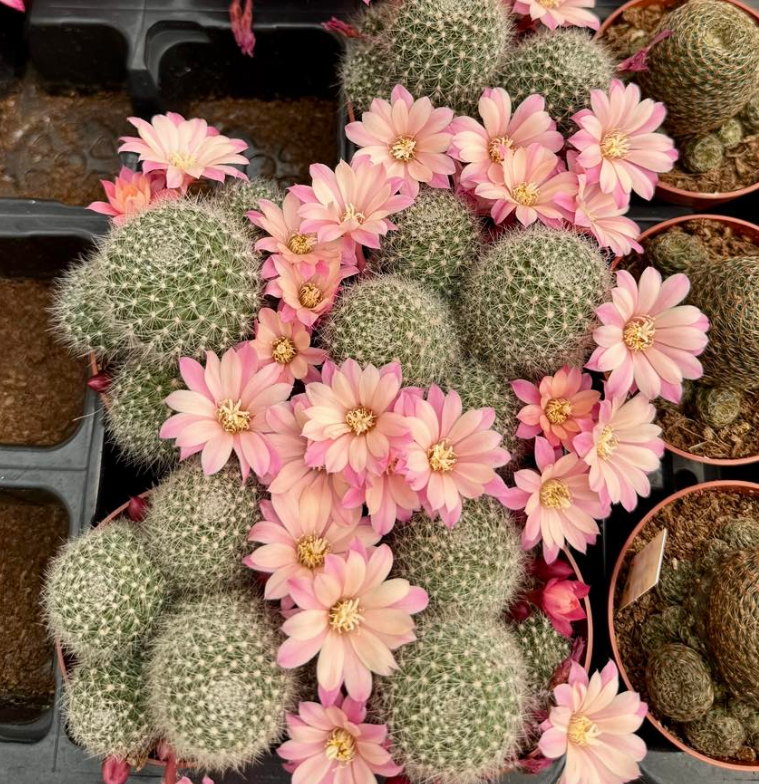 Rebutia Pink Champagne 10 Pieces Seeds