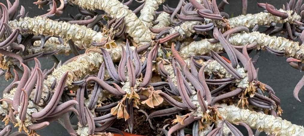 Euphorbia cylindrifolia ssp tuberifera 6 Pieces Seeds