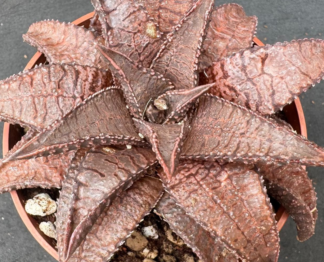 Haworthia tessellata X koelmaniorum 10 Pieces Seeds