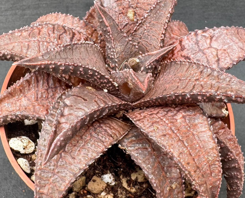 Haworthia tessellata X koelmaniorum 10 Pieces Seeds