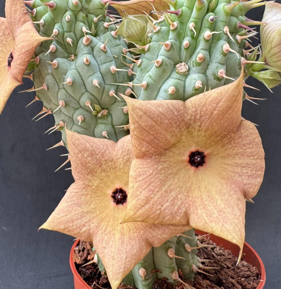 Hoodia macrantha 10 Pieces Seeds