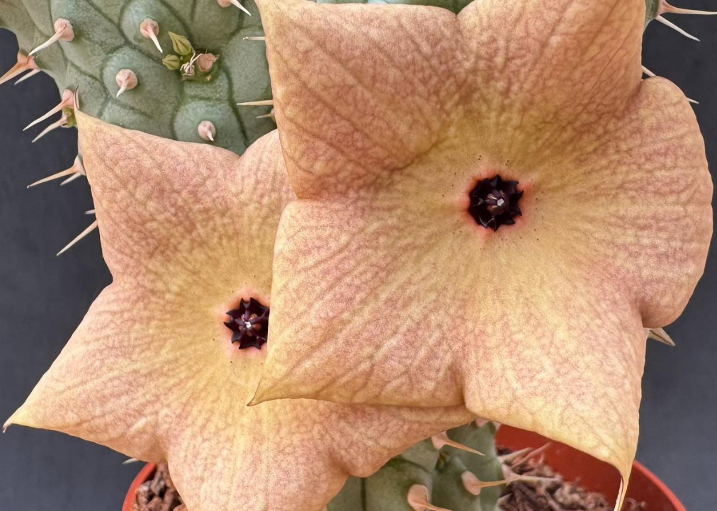 Hoodia macrantha 10 Pieces Seeds