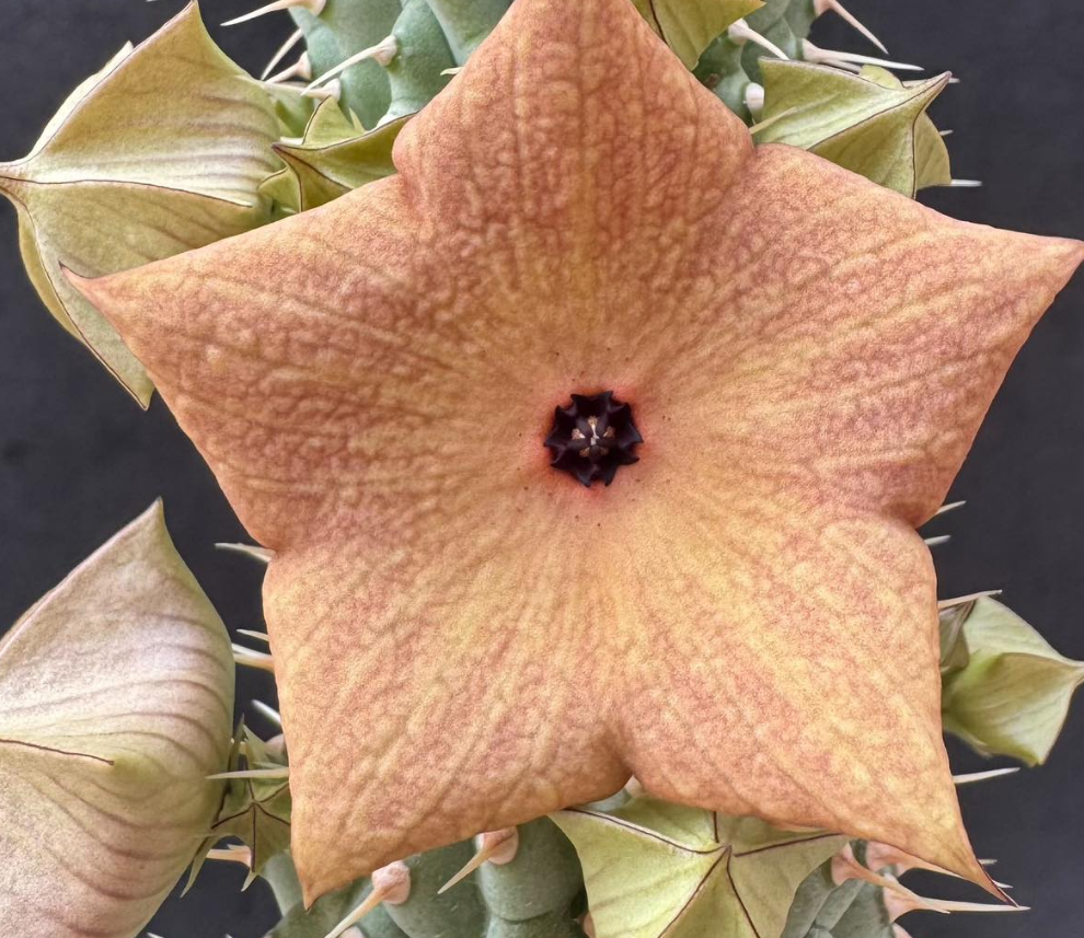 Hoodia macrantha 10 Pieces Seeds