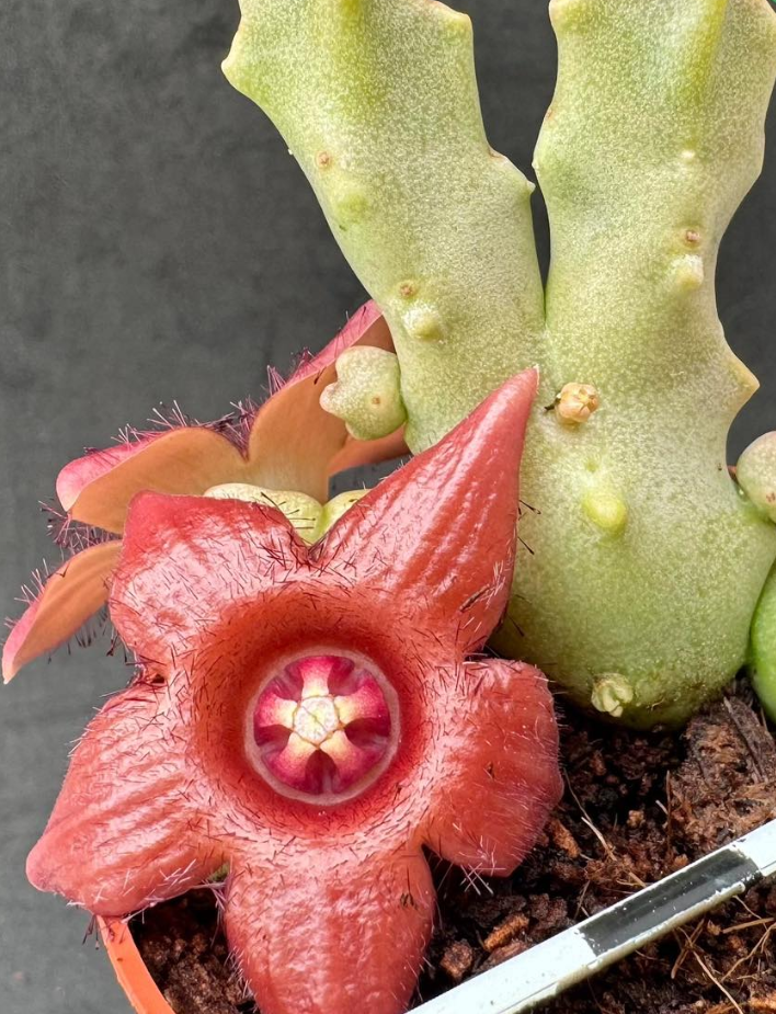 Duvalandria dioscorides 6 Pieces Seeds