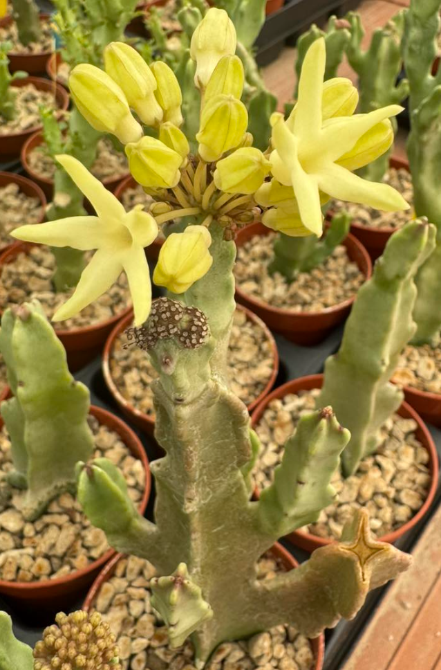 Caralluma flava 8 Pieces Seeds