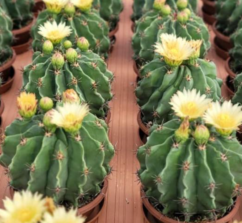 Ferocactus horridus var. brevispinus 10 Pieces Seeds