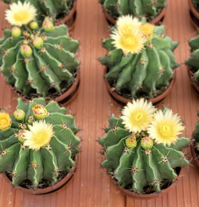 Ferocactus horridus var. brevispinus 10 Pieces Seeds