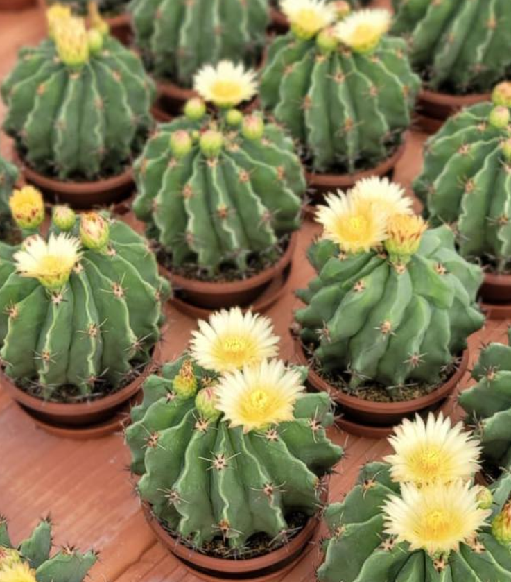 Ferocactus horridus var. brevispinus 10 Pieces Seeds