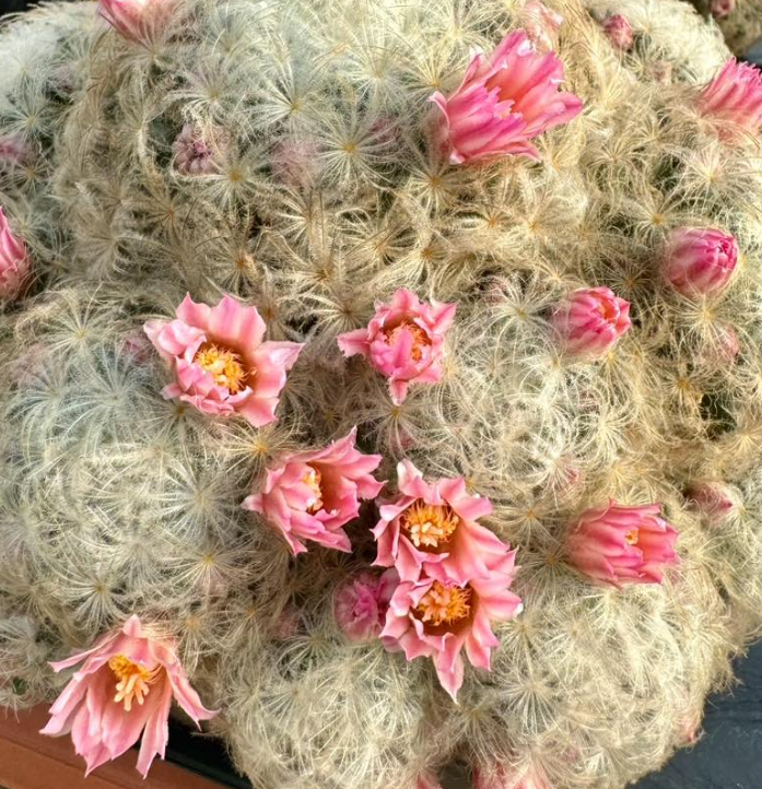 Mammillaria plumosa rosa 15 Pieces Seeds