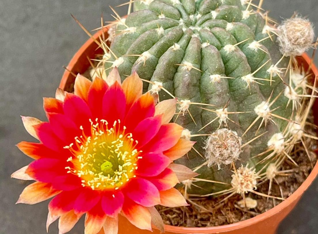 Lobivia “Golden Sunset” 10 Pieces Seeds