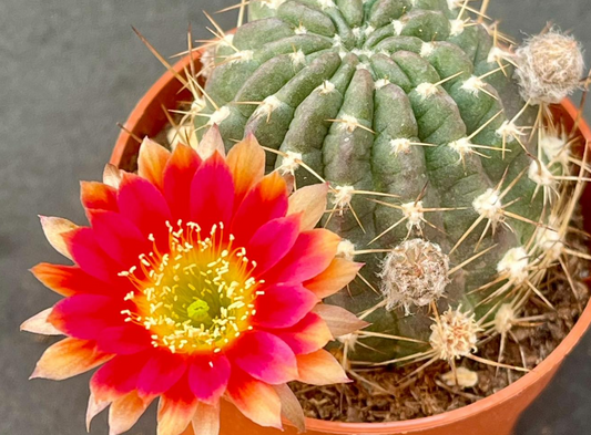 Lobivia “Golden Sunset” 10 Pieces Seeds