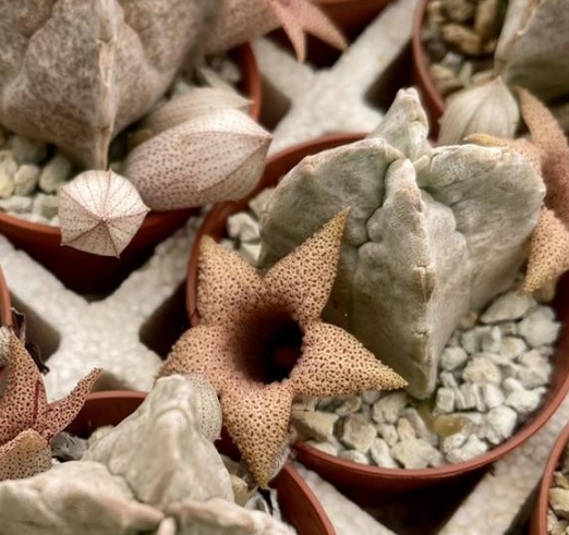 Whitesloanea crassa 6 Pieces Seeds