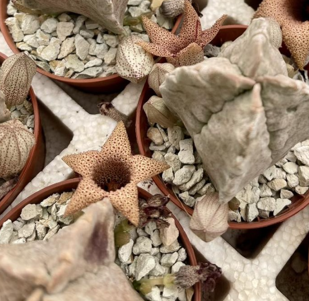 Whitesloanea crassa 6 Pieces Seeds