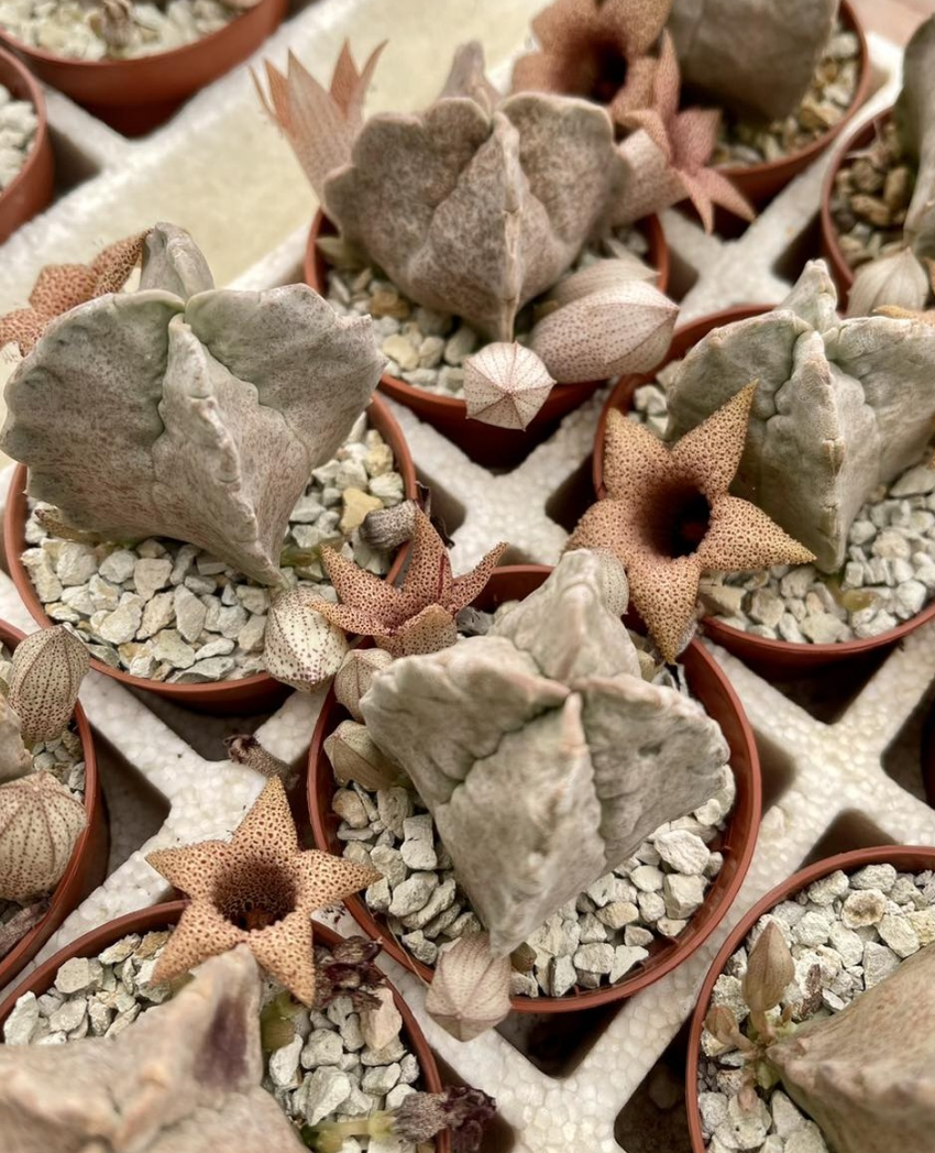 Whitesloanea crassa 6 Pieces Seeds